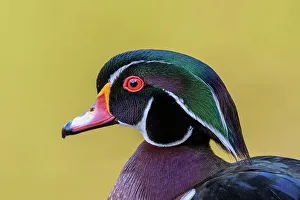 Toronto Prints: Wood Duck (Aix sponsa) drake, Totonto, Ontario, Canada