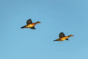 Winnipeg Prints: Wood duck (Aix sponsa) male and female Winnipeg, Manitoba, Canada