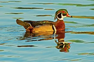 Winnipeg Prints: Wood duck (Aix sponsa) male Winnipeg, Manitoba, Canada