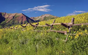 Crested Butte Prints: Wood fence and sunflowers, Crested Butte, Colorado, UISA