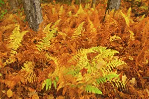 Seasons Prints: Wood ferns in autumn Baysville, Ontario, Canada