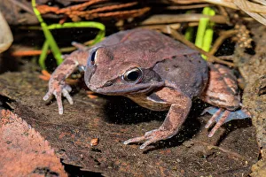 Frogs Prints: Wood Frog (Lithobates sylvaticus)