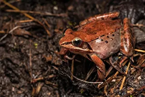 Frogs Prints: Wood Frog (Lithobates sylvaticus)