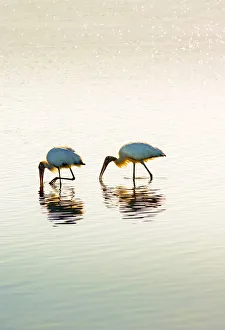 Images Dated 20th July 2018: Wood Storks, Feeding, Tampa Bay, Saint Petersburg, Florida