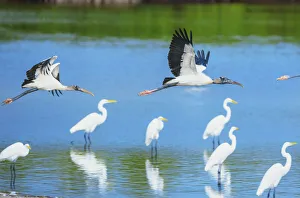 Images Dated 25th May 2021: Wood Storks (Mycteria Americana) in flight, Sanibel Island, J.N