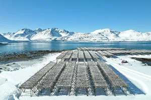 Norge Prints: Wood structure for drying cod near to Ramberg beach, Ramberg, Lofoten island, Norway