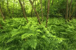 Plants Prints: The wood in a summer time with Bracken (Pteridium) plants