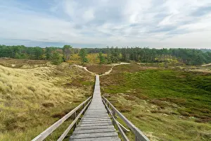 Oomram Prints: Wooden boardwalk among grass covered sand dune landscape near Suddorf