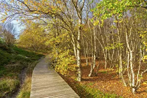 Images Dated 12th January 2023: Wooden boardwalk leading by forest with autumn colors, near Norddorf, UNESCO, Amrum island