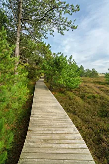 Wooden boardwalk leading by forest near Suddorf, UNESCO, Amrum island, Nordfriesland, Schleswig-Holstein, Germany