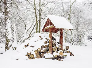 Lublin Voivodeship Prints: Wooden logs in the forest by the Zemborzycki Lake at snowstorm, Lublin