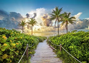 Plants Prints: Wooden Path to the Beach surrounded by palm trees