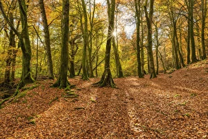 Aberfeldy Gallery: Woodland in Autumn, Birks of Aberfeldy, Perthshire Region, Scotland