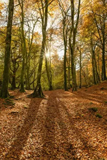 Images Dated 24th November 2021: Woodland in Autumn, Birks of Aberfeldy, Perthshire Region, Scotland