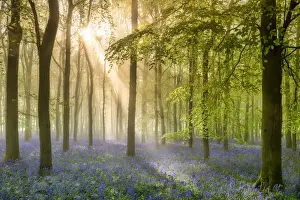 Environmental Prints: Woodland of Bluebells in Mist (Hyacinthoides non-scripta) Hertfordshire, England
