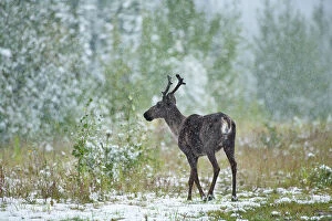 Images Dated 14th August 2023: Woodland Caribou in early snow storm (Rangifer tarandus caribou) Stone Mountain Provincial Park