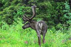 Boreal Forest Ecosystem Prints: Woodland caribou (Rangifer tarandus) Roadside bull
