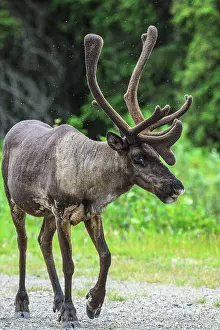 Boreal Forest Ecosystem Prints: Woodland caribou (Rangifer tarandus) Roadside bull attracted to minerals in gravel
