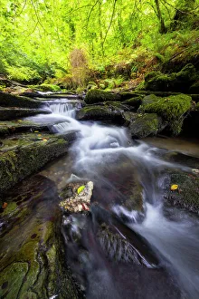 Glen Prints: Woodland at St Nectans's Glen, Threthevy, Tintagel, Cornwall, England, United Kingdom