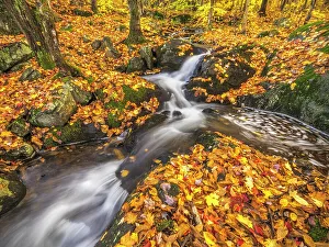 Streams Prints: Woodland stream in Autumn, Muskoka, Ontario, Canada