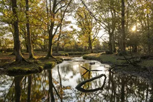 Images Dated 1st May 2020: Woodland stream meandering through the New Forest at sunset, Hampshire, England