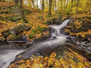 Streams Prints: Woodland waterfall, Muskoka, Ontario, Canada