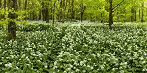 Devonshire Prints: Woodland of Wild Garlic, Cornwall, England