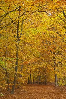 Woods in autumn time, Surrey, England, UK
