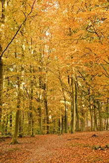 Images Dated 4th November 2010: Woods in autumn time, Surrey, England, UK