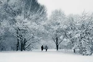 Images Dated 27th February 2009: Woods in Snow, England