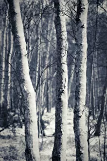 Images Dated 23rd December 2009: Woods in snow, England