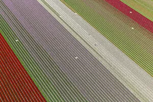 Worker in tulip fields, North Holland, Netherlands