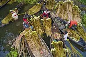 Vegetable Prints: Workers spend all day in the water harvesting waterlilies, Munsiganj, Bangladesh