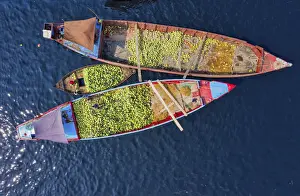 Workers unload watermelons from the boats using big baskets, Sadarghat, Dhaka, Bangladesh
