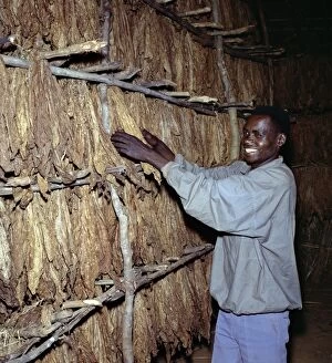 Worker Gallery: A workman attends to tobacco leaves curing on racks