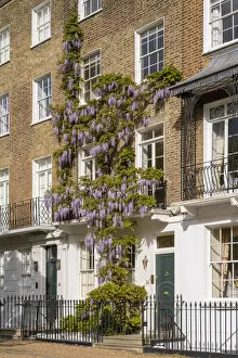 Wysteria growing on a house, Chelsea, London, England, UK
