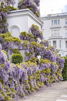 Kensington Prints: Wysteria growing on a house, Kensington, London, England, UK