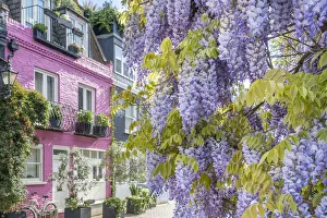 Notting Hill Prints: Wysteria growing on a house in a Mews in Notting Hill, London, England, UK