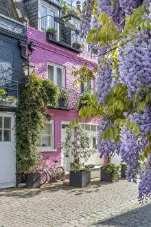 Wysteria growing on a house in a Mews in Notting Hill, London, England, UK