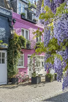 Images Dated 12th May 2021: Wysteria growing on a house in a Mews in Notting Hill, London, England, UK