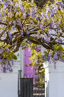 Kensington Prints: Wysteria growing infront of a house in Kensington, London, England, UK