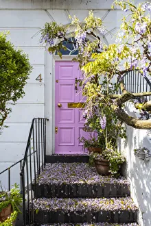Wysteria growing infront of a house in Kensington, London, England, UK