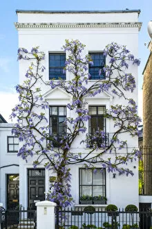 Images Dated 20th May 2021: Wysteria growing infront of a house in Kensington, London, England, UK