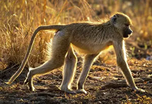 Zambia Prints: Yellow baboon backlit by evening light, South Luangwa National Park, Zambia