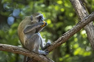 Yellow baboon eating fruit, South Luangwa National Park, Zambia