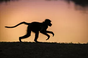 Yellow baboon silhouetted against the Luangwa River at sunrise, South Luangwa National Park, Zambia