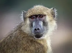 Zambia Prints: Yellow baboon, South Luangwa National Park, Zambia