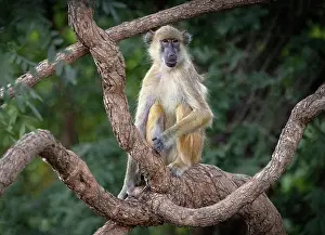 Zambia Prints: Yellow baboon, South Luangwa National Park, Zambia