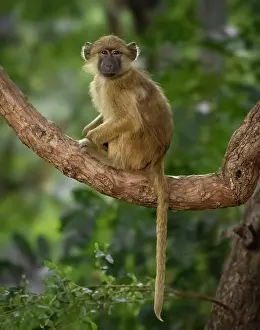 Zambia Prints: Yellow baboon, South Luangwa National Park, Zambia