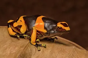 Captive Prints: Yellow-banded Poison Dart Frog (Dendrobates leucomelas) - captive bred
